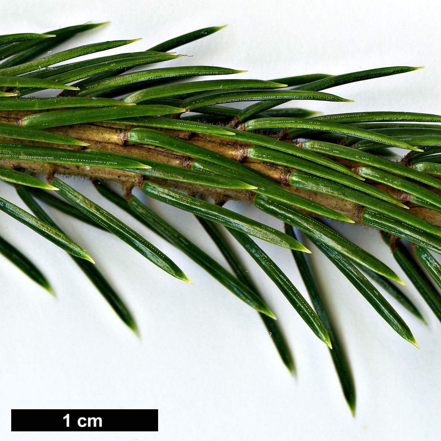 High resolution image: Family: Pinaceae - Genus: Picea - Taxon: koraiensis - SpeciesSub: var. pungsanensis